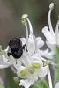 Hylaeus sp.
